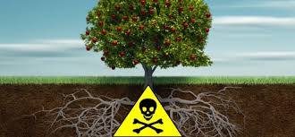 What is meant by the fruit of the poisonous tree